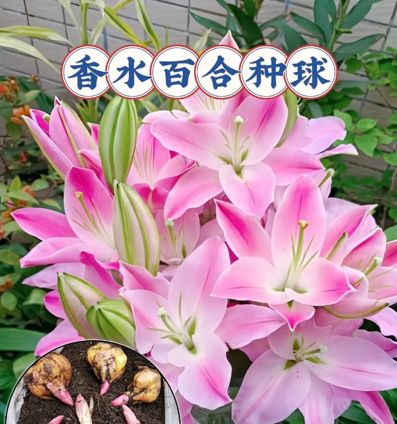 百合花冬季养护要点是什么？如何安全过冬？