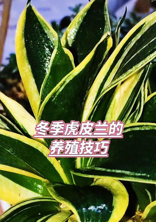 虎皮兰种植方法是什么？虎皮兰种植过程中需要注意什么？