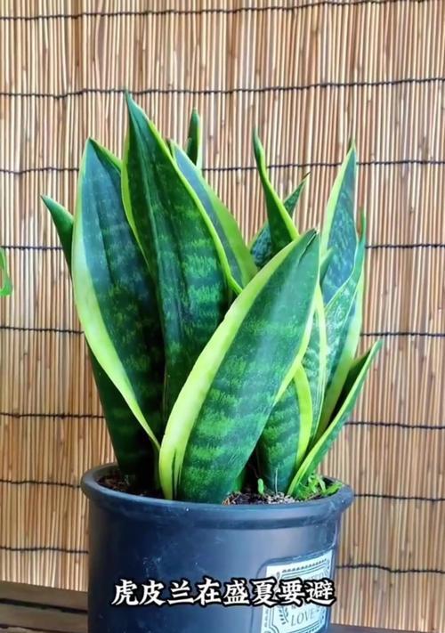 虎皮兰种植方法是什么？虎皮兰种植过程中需要注意什么？