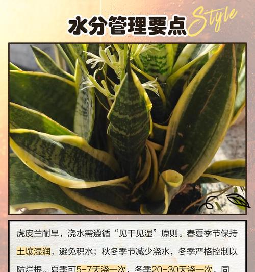 虎皮兰种植方法是什么？虎皮兰种植过程中需要注意什么？
