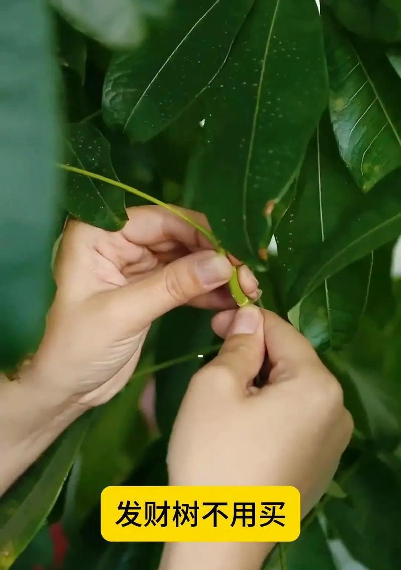 小发财树修剪枝叶方法？如何促进健康生长？