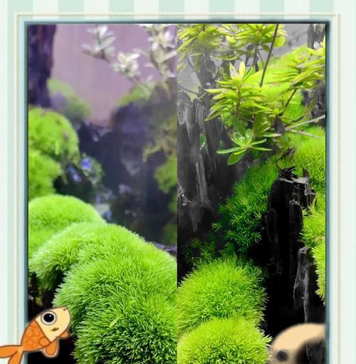 苔藓盆景的养护方法是什么？养苔藓盆景有哪些常见问题？
