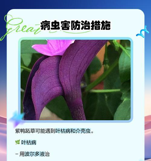 紫鸭跖草扦插的正确步骤是什么？
