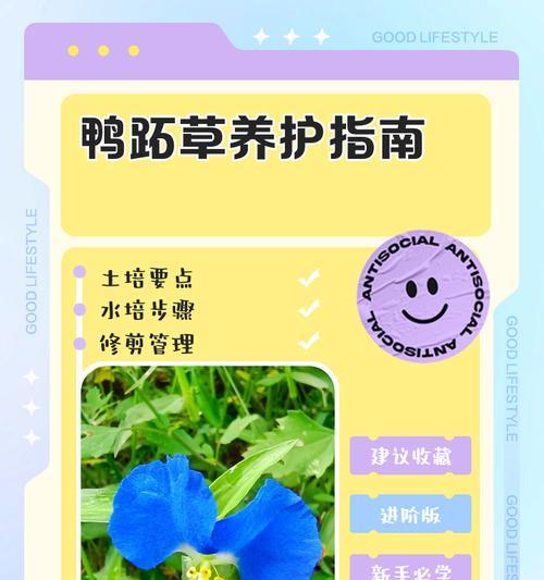 紫鸭跖草扦插的正确步骤是什么？