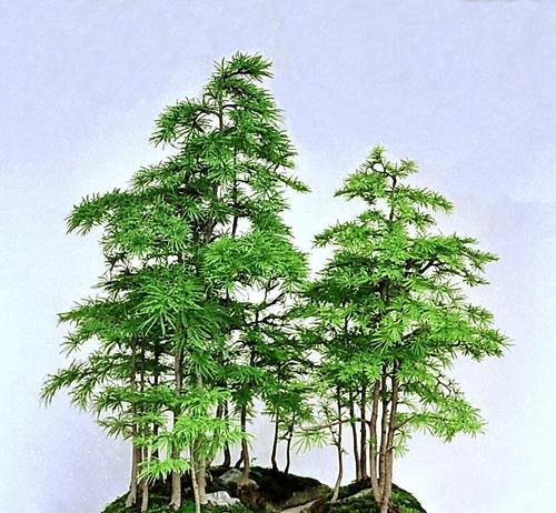 北方什么树可以做盆景？适合北方气候的盆景树种有哪些？