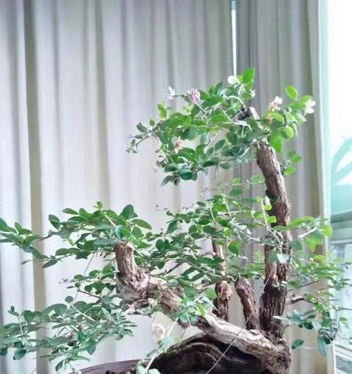 北方什么树可以做盆景？适合北方气候的盆景树种有哪些？