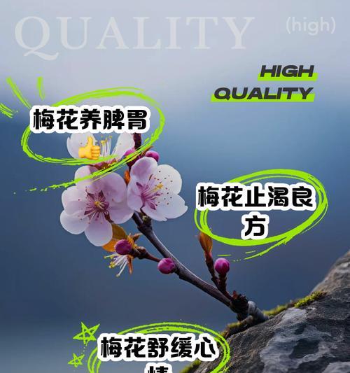 梅花怎么养殖？梅花的养殖方法和常见问题解答？
