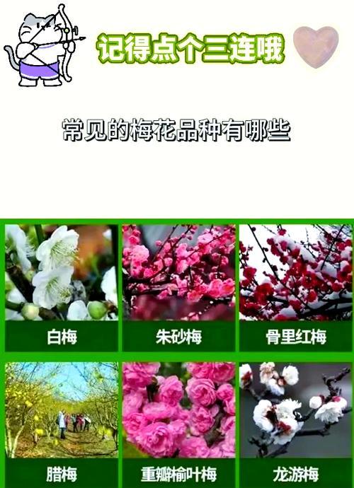 梅花怎么养殖？梅花的养殖方法和常见问题解答？