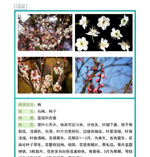 梅花怎么养殖？梅花的养殖方法和常见问题解答？