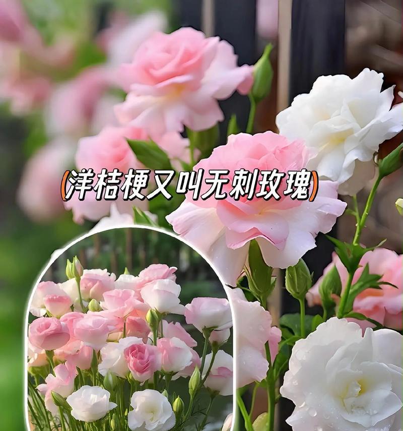 种植花卉有哪些好处和注意事项？