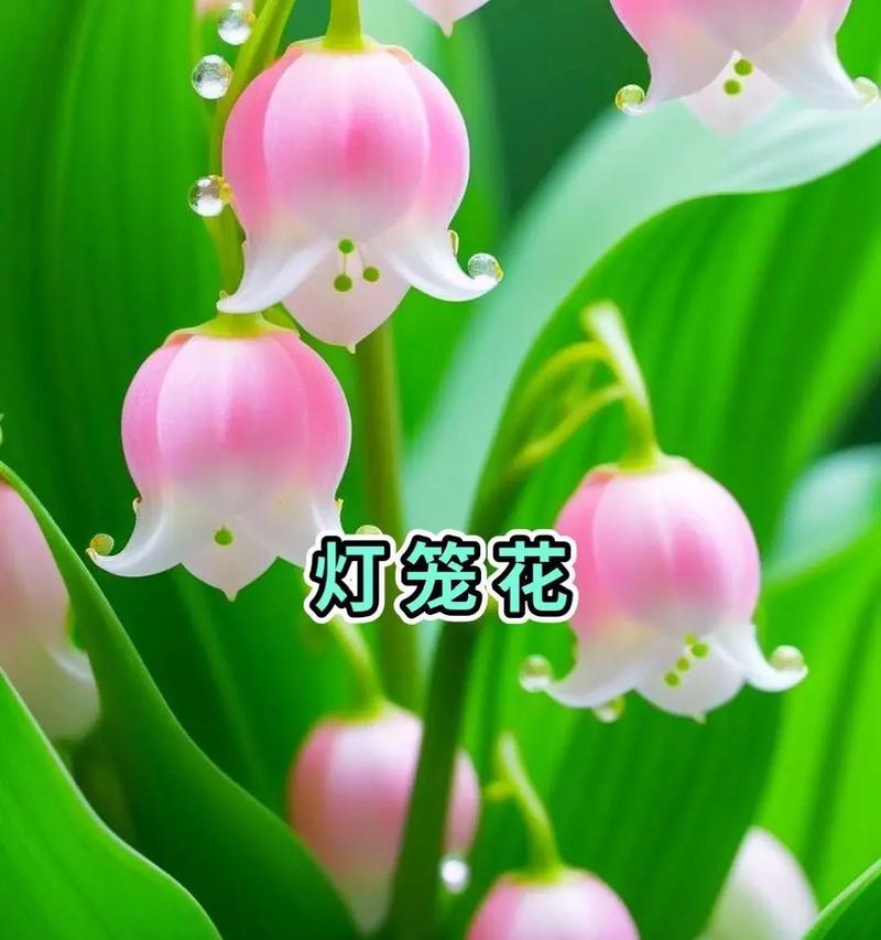 种植花卉有哪些好处和注意事项？