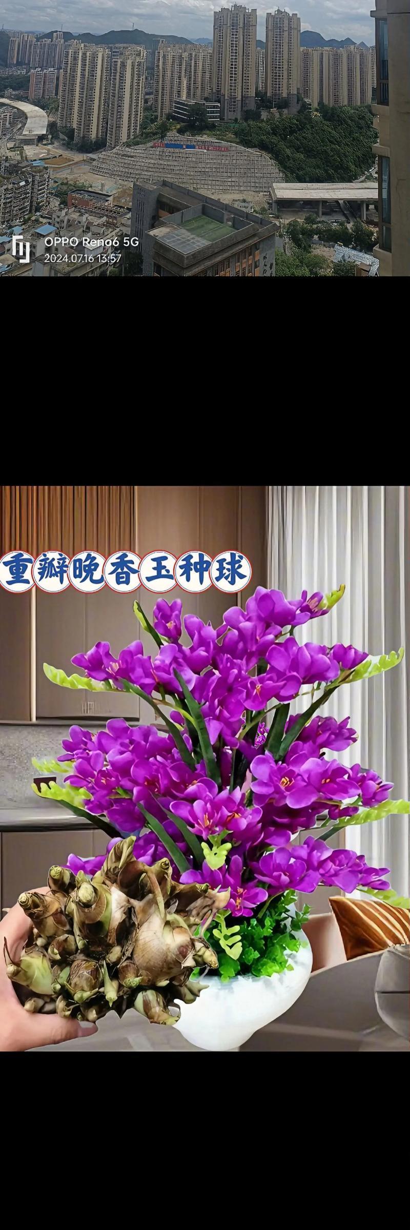 种植花卉有哪些好处和注意事项？