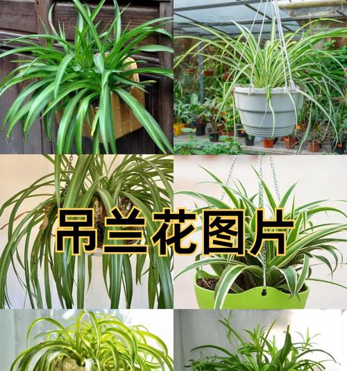 吊篮花的养殖技巧有哪些？如何保持其长期开花？