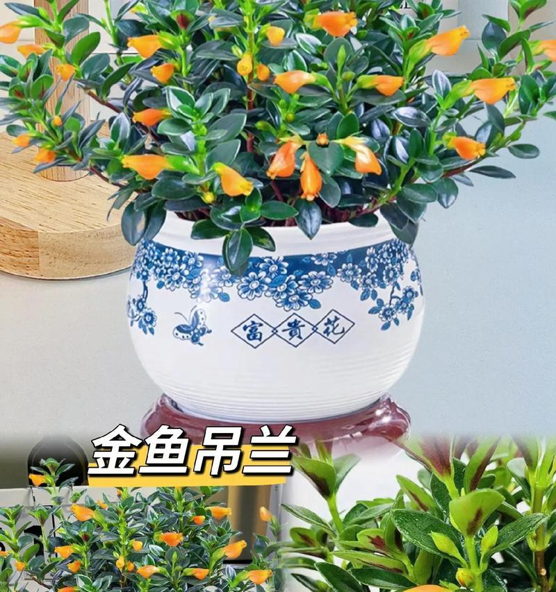 吊篮花的养殖技巧有哪些？如何保持其长期开花？