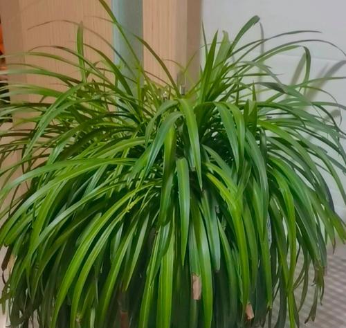吊篮花的养殖技巧有哪些？如何保持其长期开花？