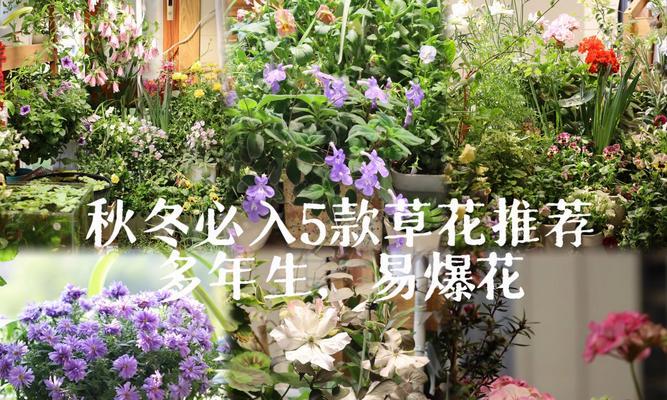 四季草花有哪些？四季草花的养护方法是什么？