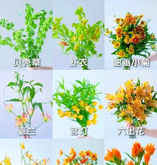 四季草花有哪些？四季草花的养护方法是什么？