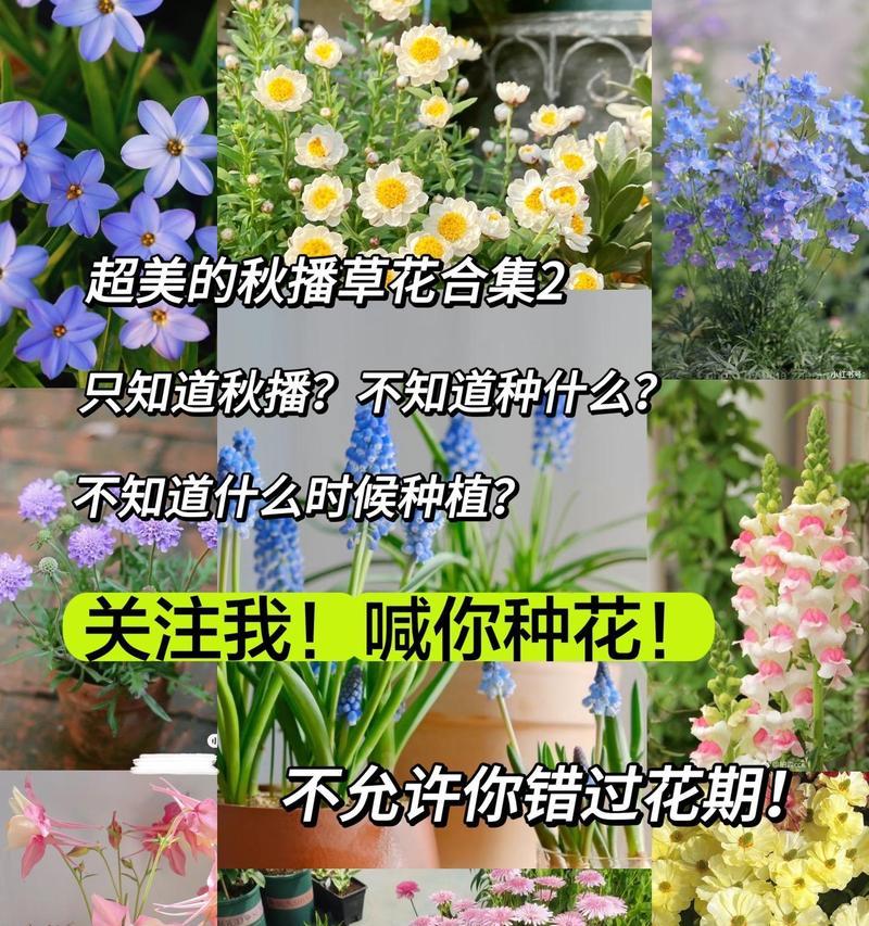 四季草花有哪些？四季草花的养护方法是什么？