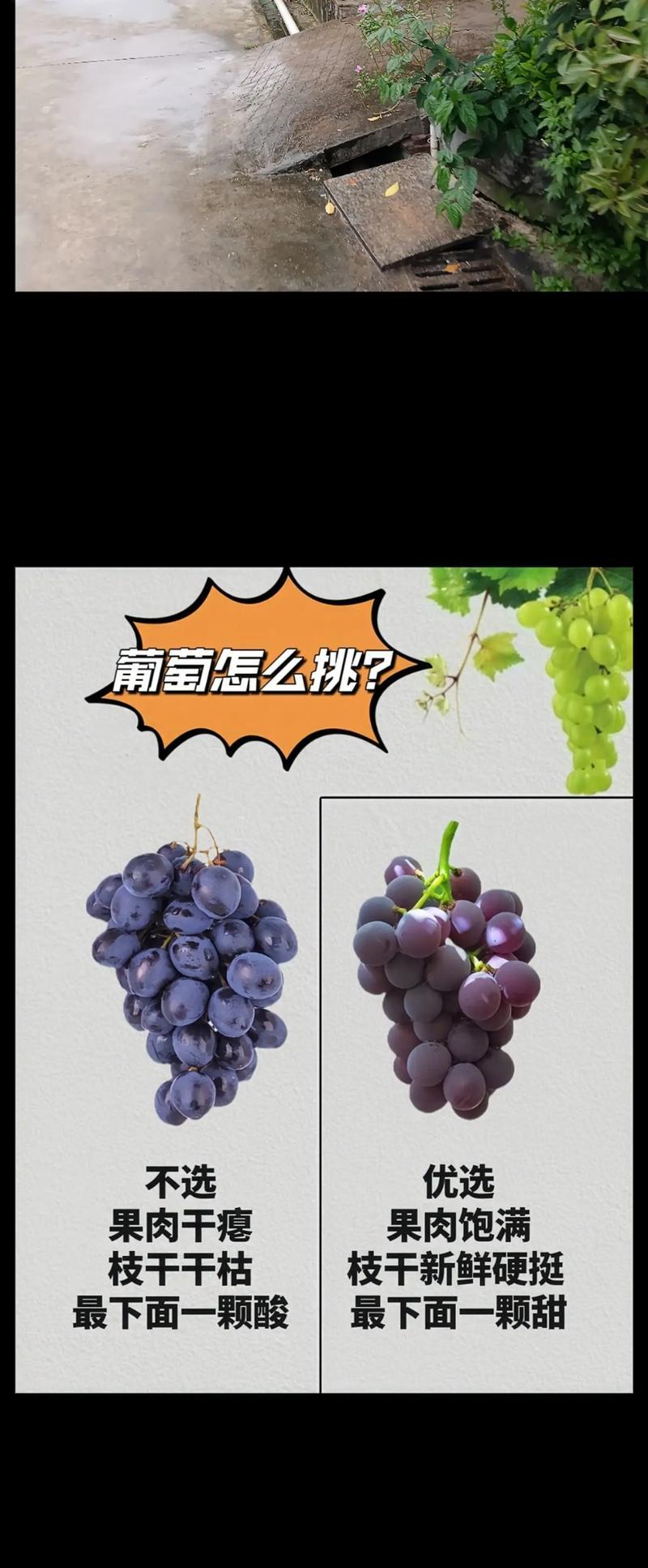 挑选葡萄树苗的技巧和注意事项有哪些？