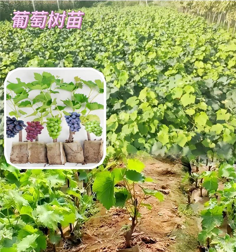 挑选葡萄树苗的技巧和注意事项有哪些？