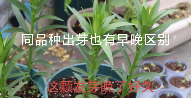 百合浇水的正确方法和注意事项是什么？