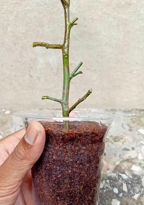 芦荟扦插的成功秘诀是什么？