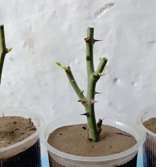 芦荟扦插的成功秘诀是什么？