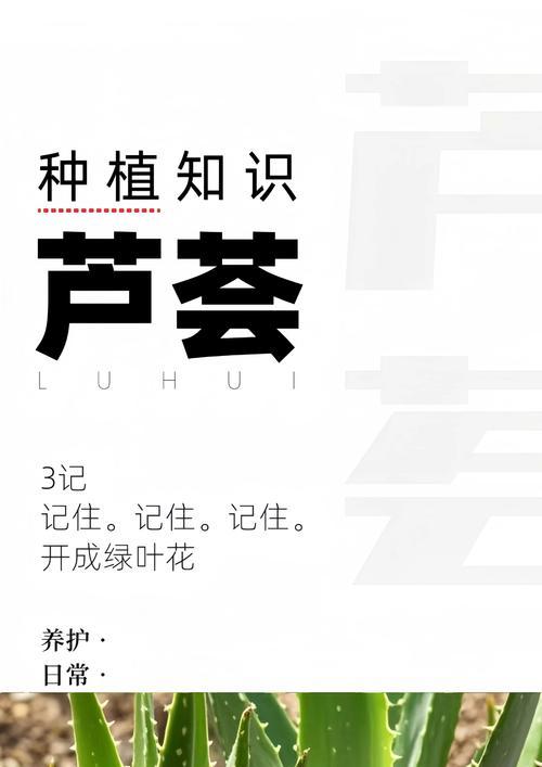 芦荟扦插的成功秘诀是什么？