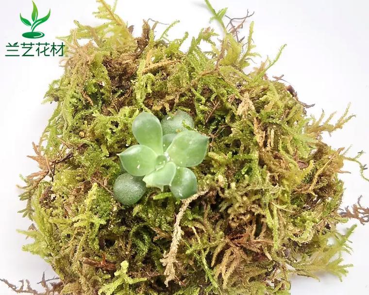 蝴蝶兰用苔藓怎么养？苔藓对蝴蝶兰有何益处？