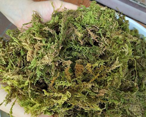 蝴蝶兰用苔藓怎么养？苔藓对蝴蝶兰有何益处？