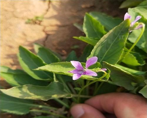 紫花地丁的外观特征是什么？