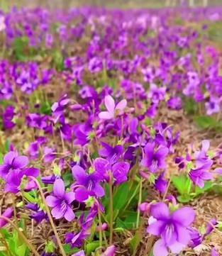 紫花地丁的外观特征是什么？