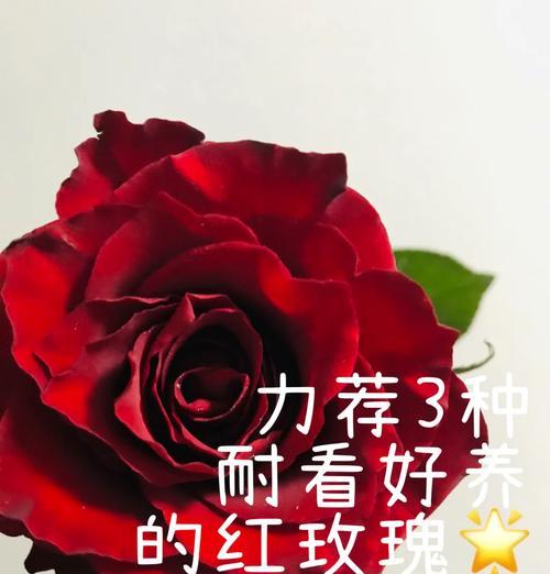红玫瑰的养殖技巧有哪些？红玫瑰养护中需要注意哪些问题？