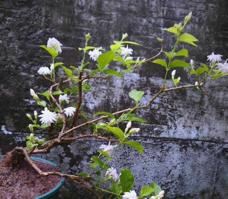 茉莉花应该在什么季节种植？茉莉花的种植和养护要点是什么？