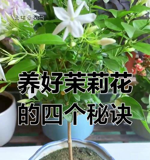 茉莉花应该在什么季节种植？茉莉花的种植和养护要点是什么？