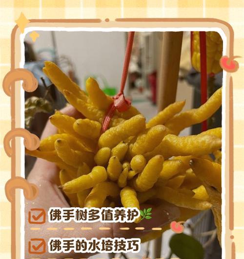 佛手的养护技巧是什么？如何让佛手长得更茂盛？