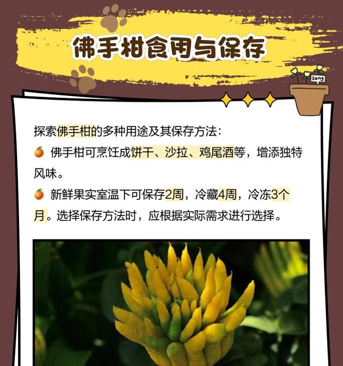 佛手的养护技巧是什么？如何让佛手长得更茂盛？