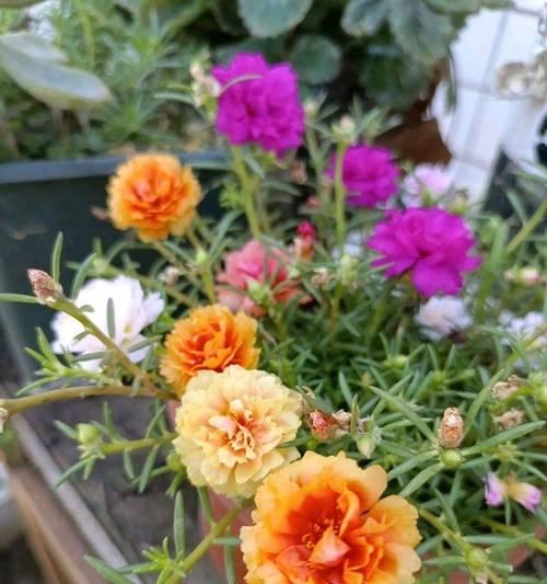 夏天有什么花？夏季适宜种植的花卉有哪些？