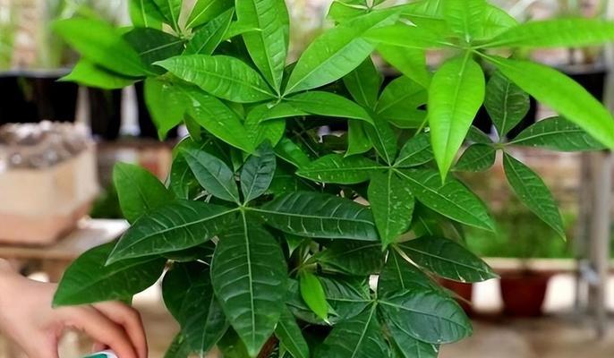 平安树剪口怎么处理？平安树剪口处理的正确方法是什么？