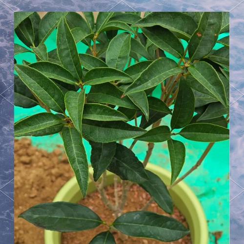 桂花树养护需要注意什么？如何让桂花树茁壮成长？