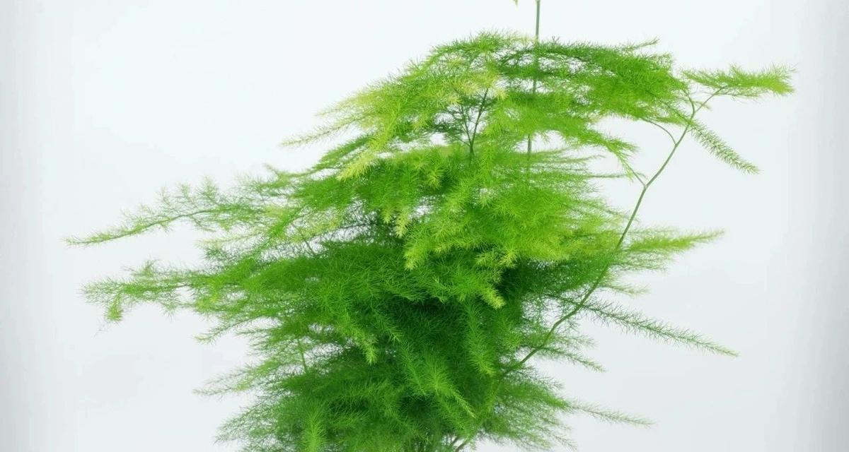 文竹变黄了怎么办？如何恢复文竹的绿色？