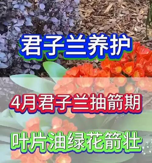 君子兰家庭养护的要点是什么？