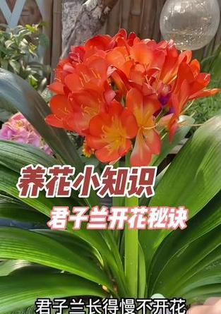 君子兰家庭养护的要点是什么？