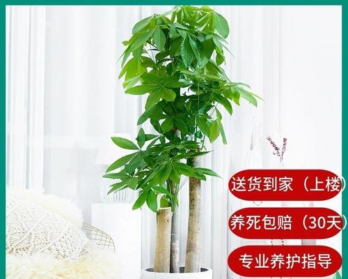 步步高的养殖方法有哪些？