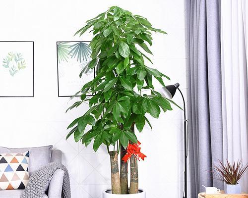 步步高的养殖方法有哪些？