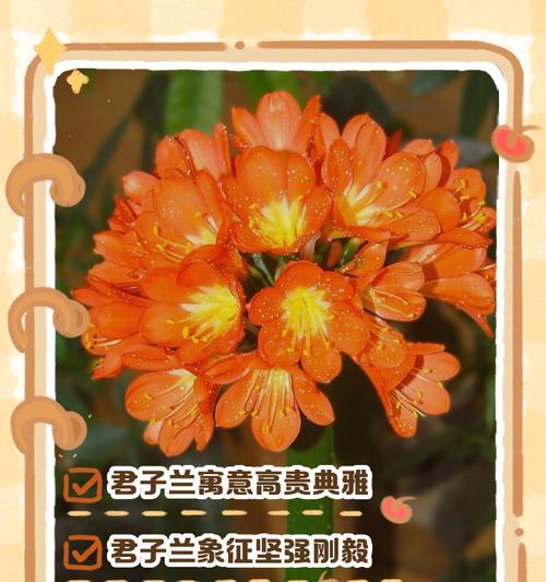 君子兰选购时应该注意哪些要点？如何辨别君子兰的品质？
