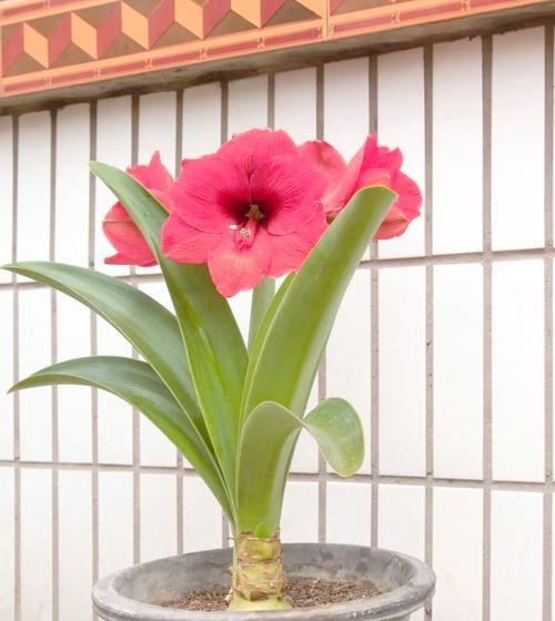 君子兰选购时应该注意哪些要点？如何辨别君子兰的品质？