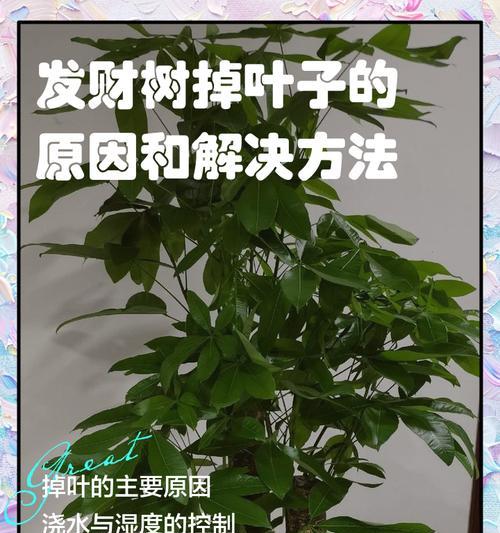 发财树茎杆软是什么问题？如何解决？