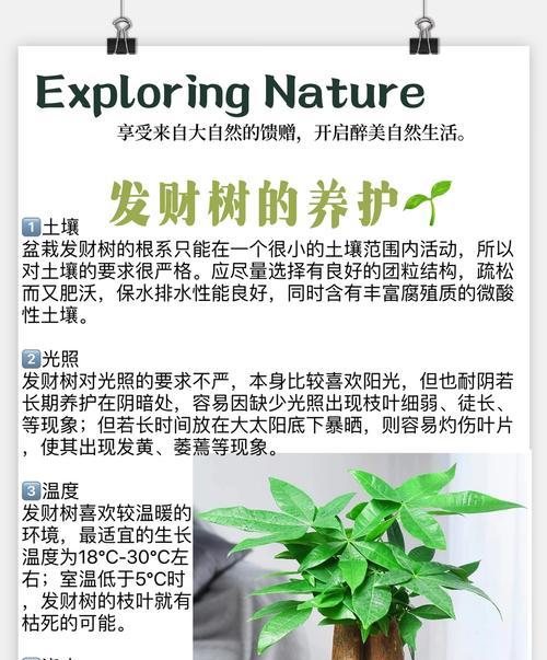 发财树茎杆软是什么问题？如何解决？