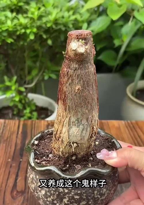 发财树茎杆软是什么问题？如何解决？